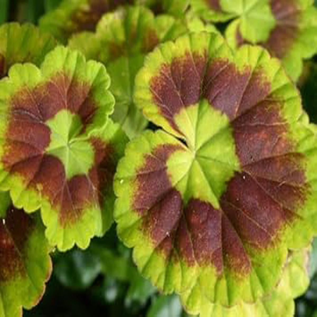 Green & Brown Geranium Flower Seeds for Planting  Heirloom & Non-GMO Organic Garden Seeds