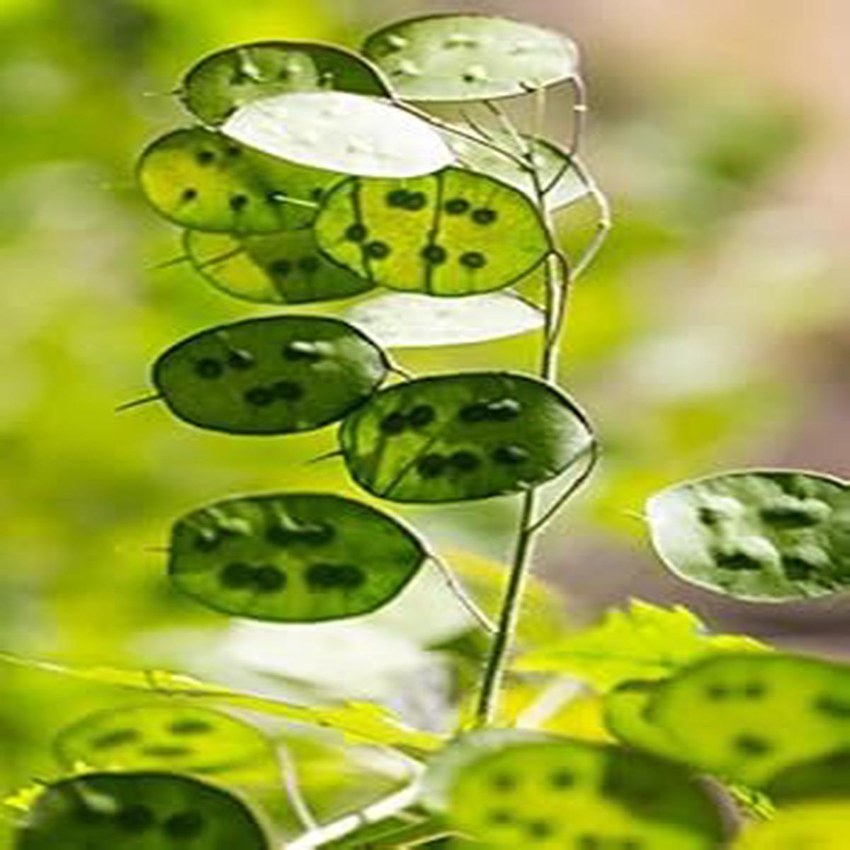 Green Lunaria Flower seeds for Planting – Premium Quality, Heirloom & GMO Free Seeds for Home Garden