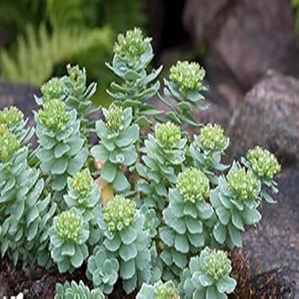 Green Rhodiola Rosea Heirloom Non-GMO Seeds for Planting
