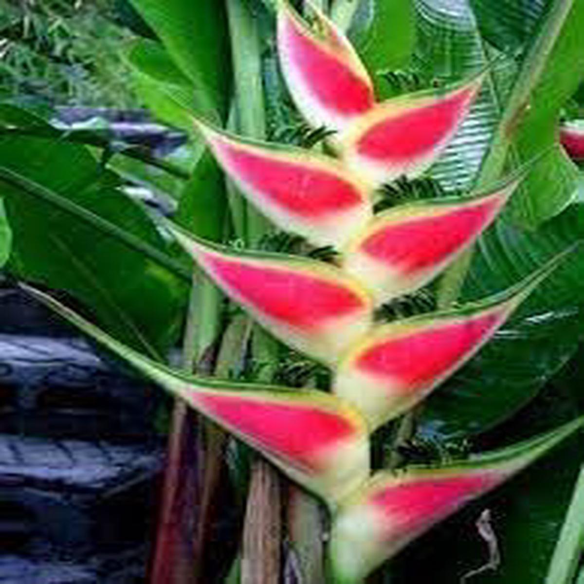 Heirloom Heliconia Wagneriana Flower seeds for Planting Low Maintenance Heirloom & GMO Free Seeds for Home Garden