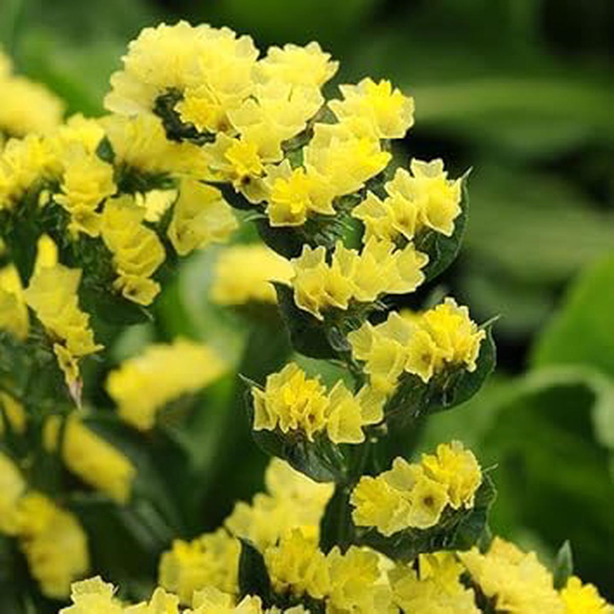 Heirloom Limonium Flower Seeds for Planting  Seasonal Bloomer, Non-GMO, High Germination Organic Garden Seeds