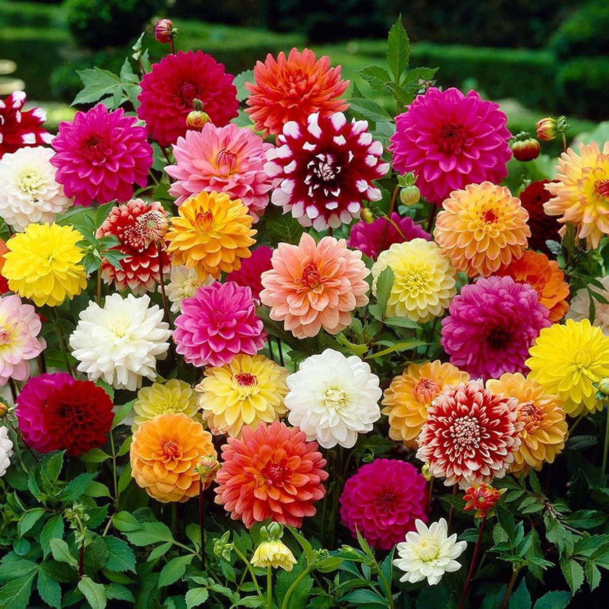 Heirloom Multi-Colored Dahlia Perennial Flower Seeds for Planting Non-GMO, High Germination Organic Garden Seeds