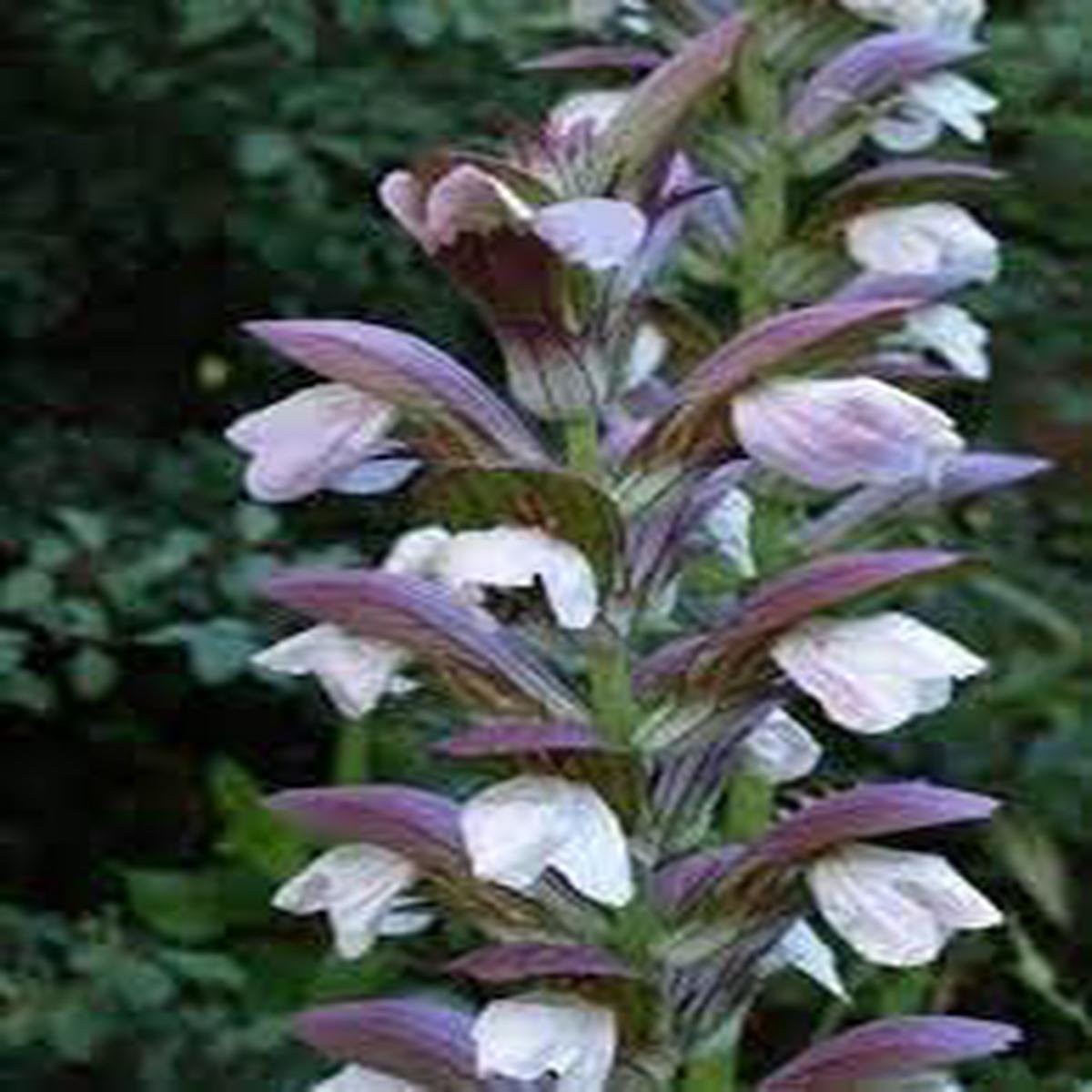 Heirloom Non-GMO Acanthus Mollis Flower Seeds for Planting Ornamental Garden Blooms