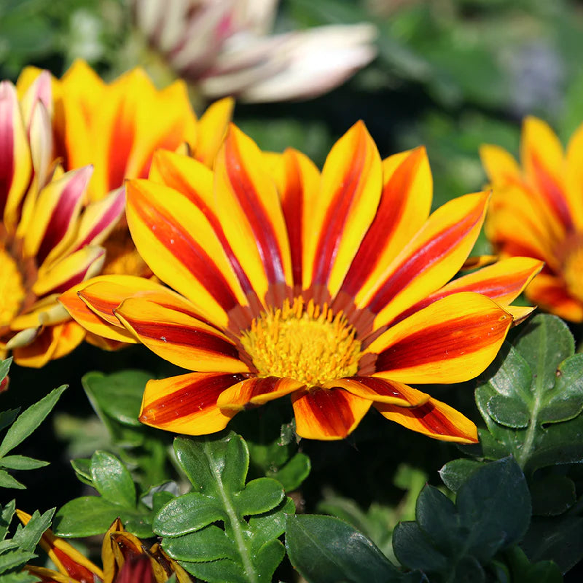 Heirloom Non-GMO Gazania Flower Seeds for Planting Vibrant Drought-Tolerant Blooms | High Germination