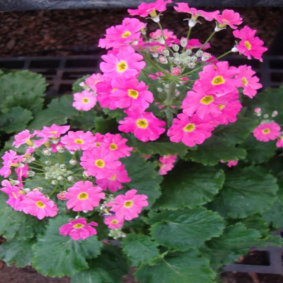 Heirloom Non-GMO Primula Malacoides Flower Seeds  Colorful Blooming Annuals
