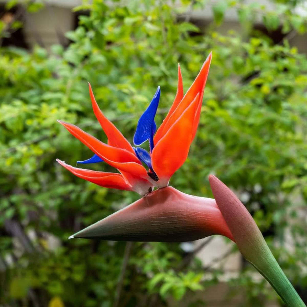 Heirloom Non-GMO Strelitzia Flower Seeds  Violet Red Exotic Blooms for Garden Planting