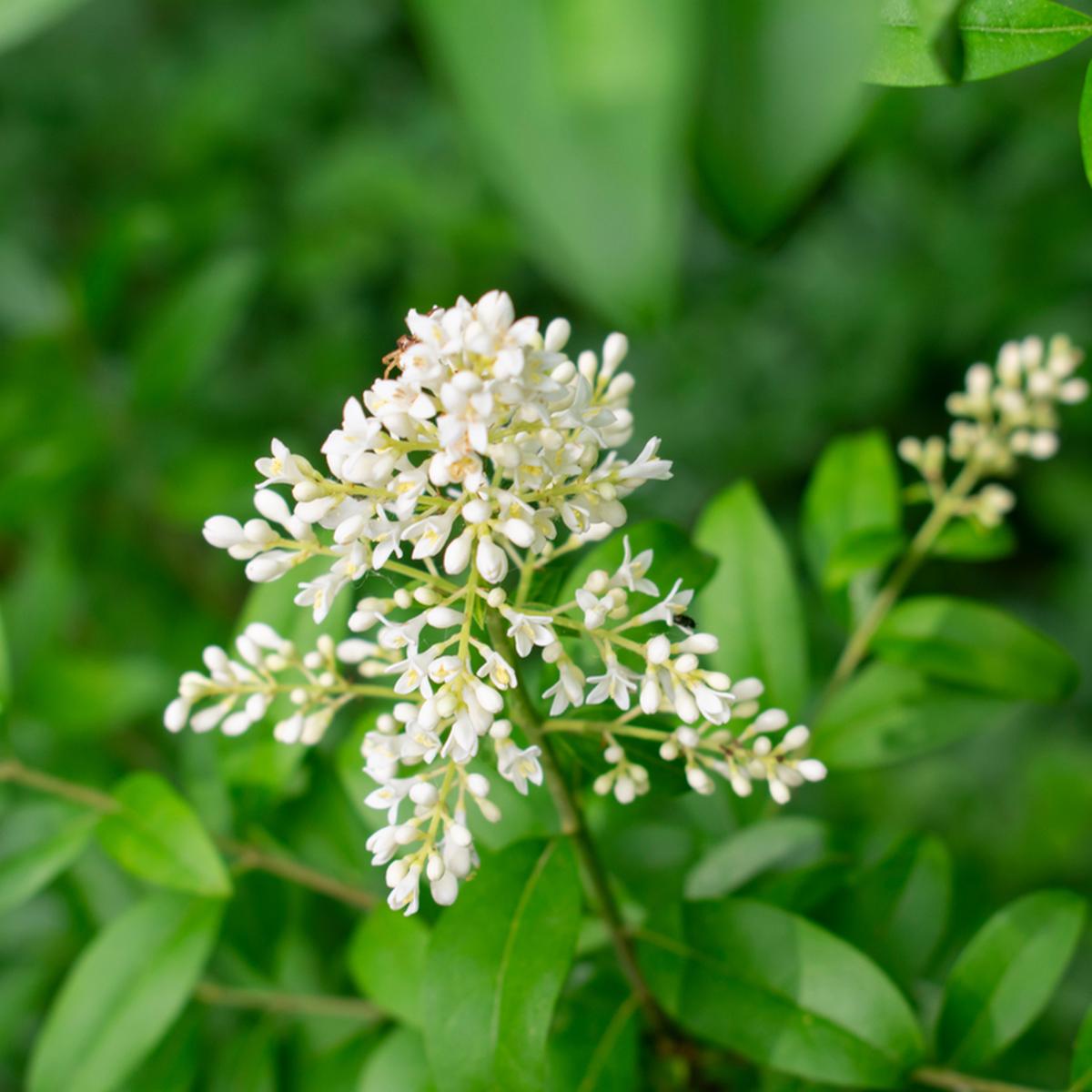 Heirloom Non-GMO White Privet Flower Seeds for Planting  Fragrant Blooms for Hedges and Ornamental Gardens
