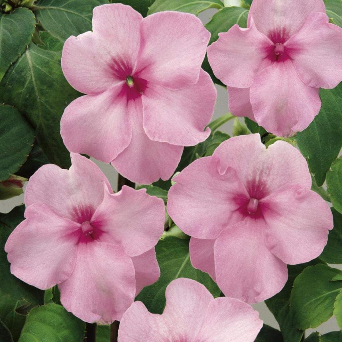 Impatiens Flower seeds for Planting – Vibrant Colors, Heirloom & GMO Free Seeds for Home Garden