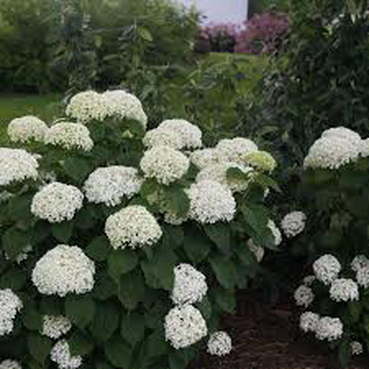 Invincibelle Limetta Hydrangea Flower Seeds for Planting – Cut Flower Favorite, Heirloom & Non-GMO Seeds for Home Garden