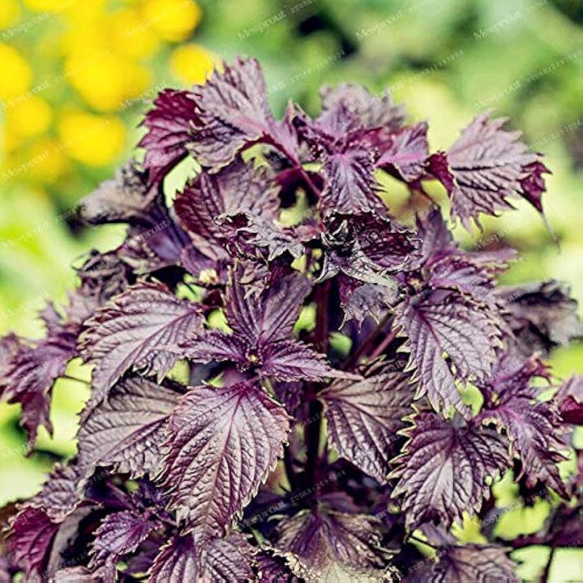Japanese Perilla Frutescens Seeds, Double Color, Bonsai Garden Supplies