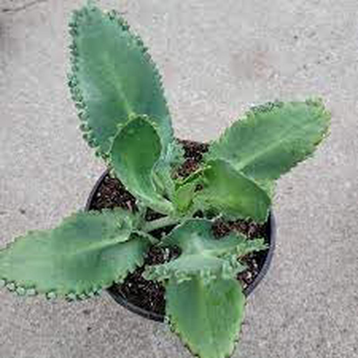 Kalanchoe Seeds for Planting Seasonal Bloomer, Heirloom, Non-GMO Organic Garden Seeds