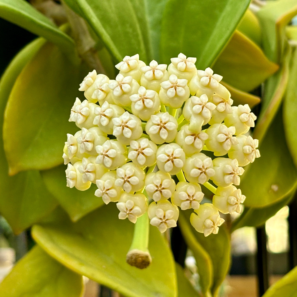 Lemon Yellow Hoya Carnosa Flower Seeds for Planting  Heirloom, Non-GMO, High Germination Organic Garden Seeds