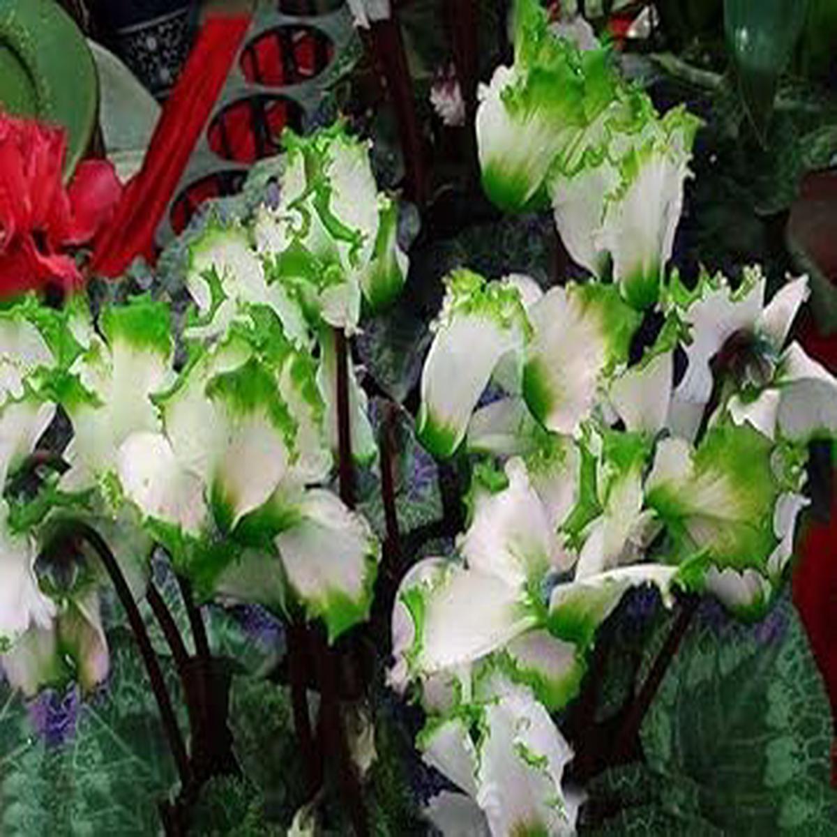 Light Green Cyclamen Flower Seeds for Planting  Non-GMO, Heirloom, High Germination Seeds