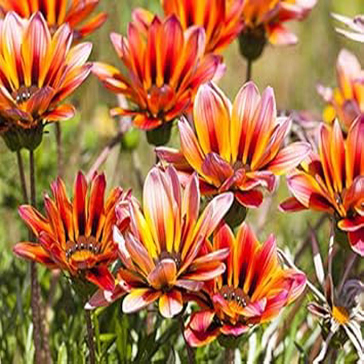 Light Pink Orange Gazania Flower Seeds Heirloom Non-GMO Organic Garden Seeds for Planting, High Germination Blooms