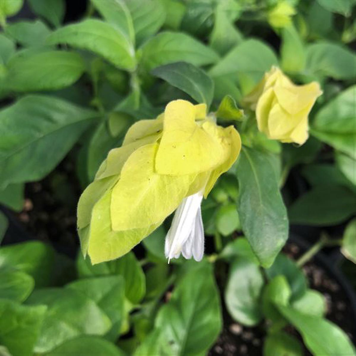 Light Yellow Pachystachys Flower Seeds for Planting Heirloom Non-GMO, High Germination Organic Garden Seeds