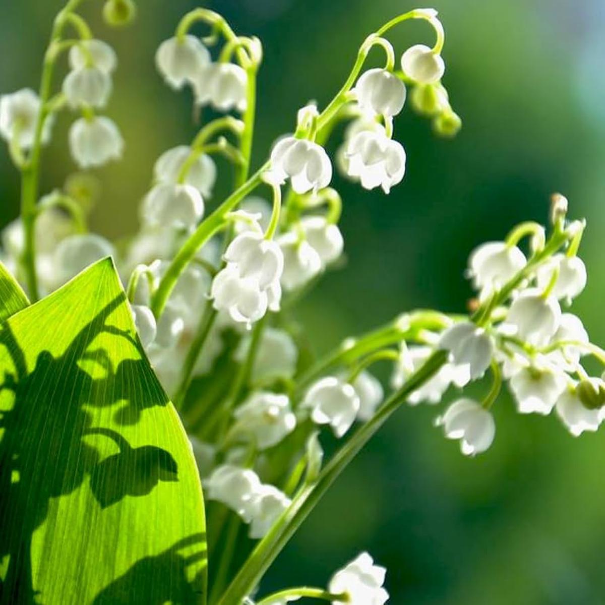 Lily of the Valley Seeds for Planting in Pots or Flower Gardens