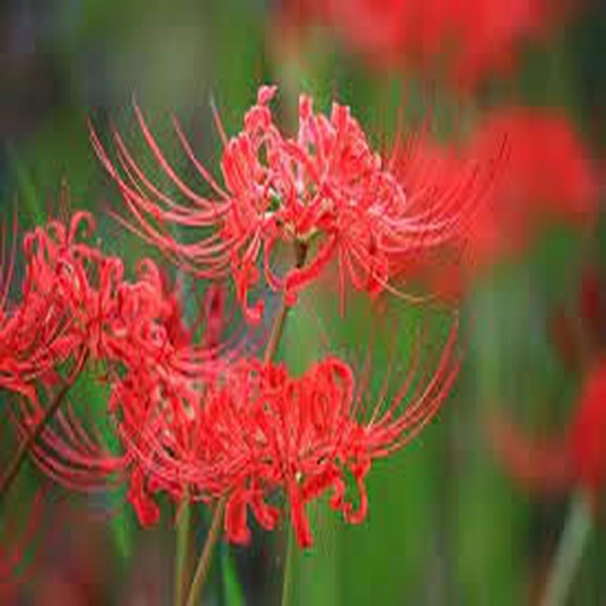 Lycoris Radiata Flower Seeds for Planting  Heirloom, Non-GMO, Shade Tolerant Organic Garden Seeds