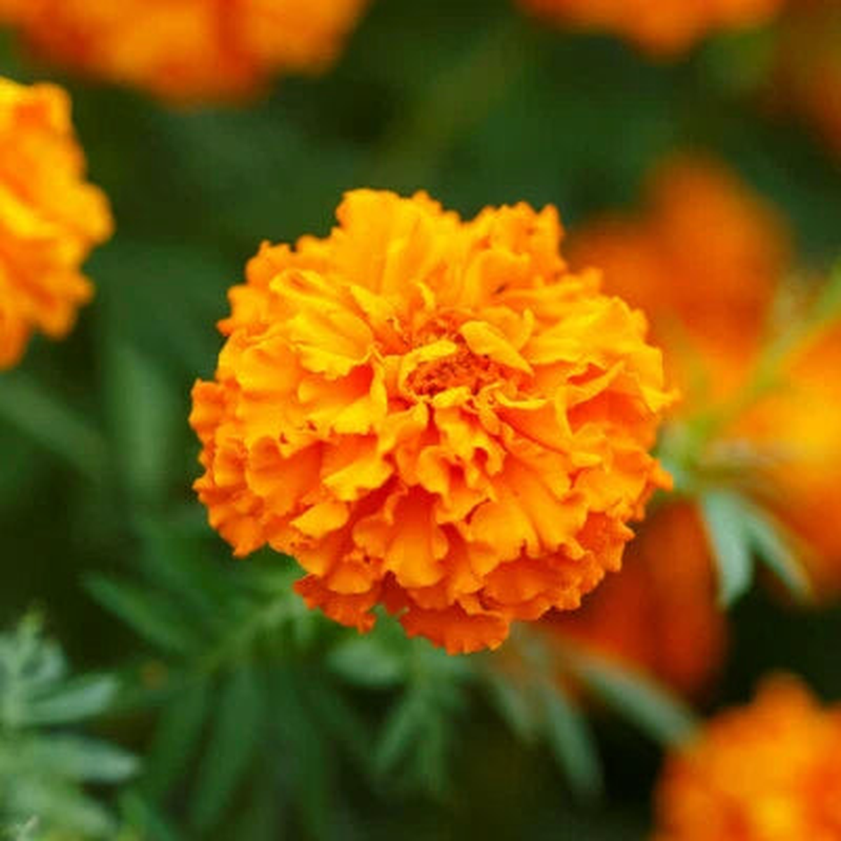 Marigold, African HAWAII Tall ORANGE Double Blooms Beneficial Non-GMO Heirloom, Easy to Grow, Annual Blooms