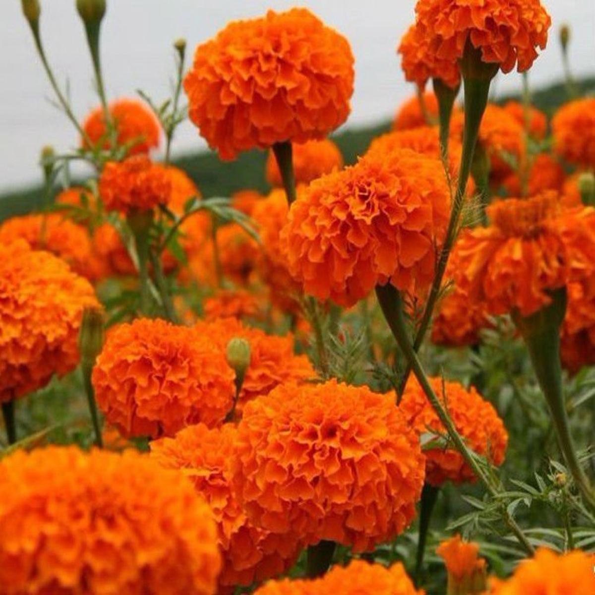 Marigold Hawaii Orange Flower Seeds for Office Gardens