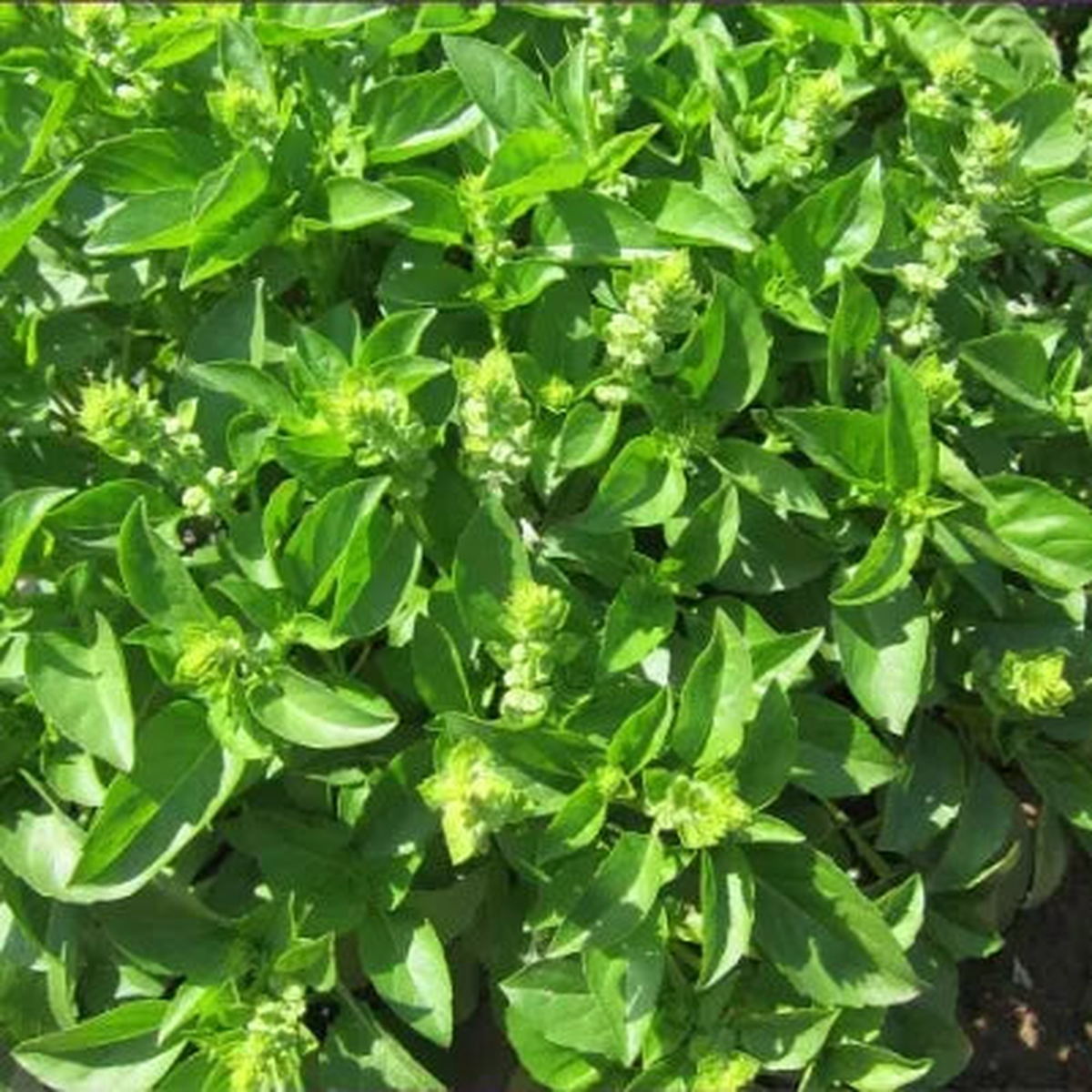 Medicinal And Edible Aromatic Plants Ocimum Basilicum Flower  Heirloom, Non-GMO, High Germination Organic Garden Seeds
