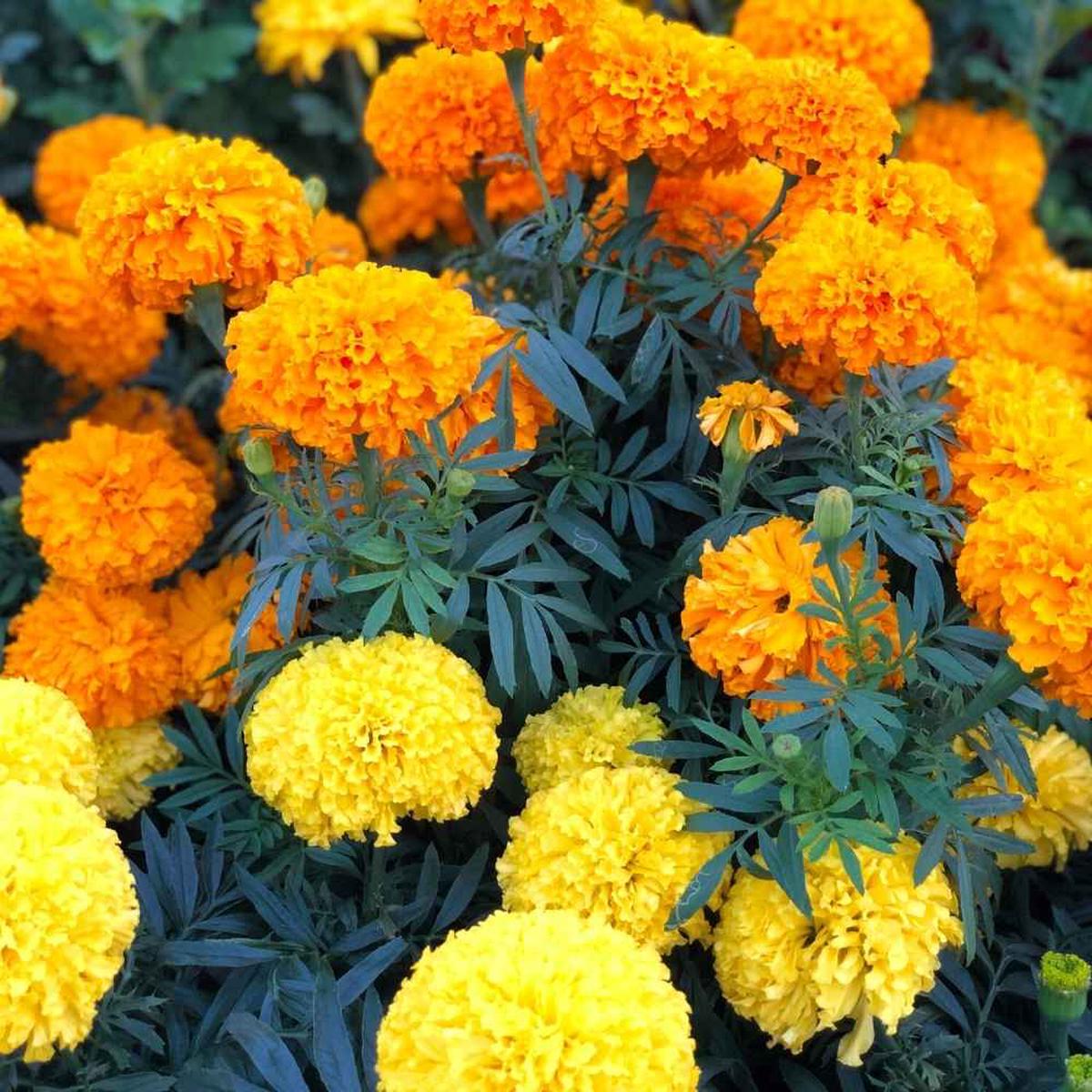 Mixed African Marigold Flower seeds for Planting – Sun Loving, Heirloom & GMO Free Seeds for Home Garden