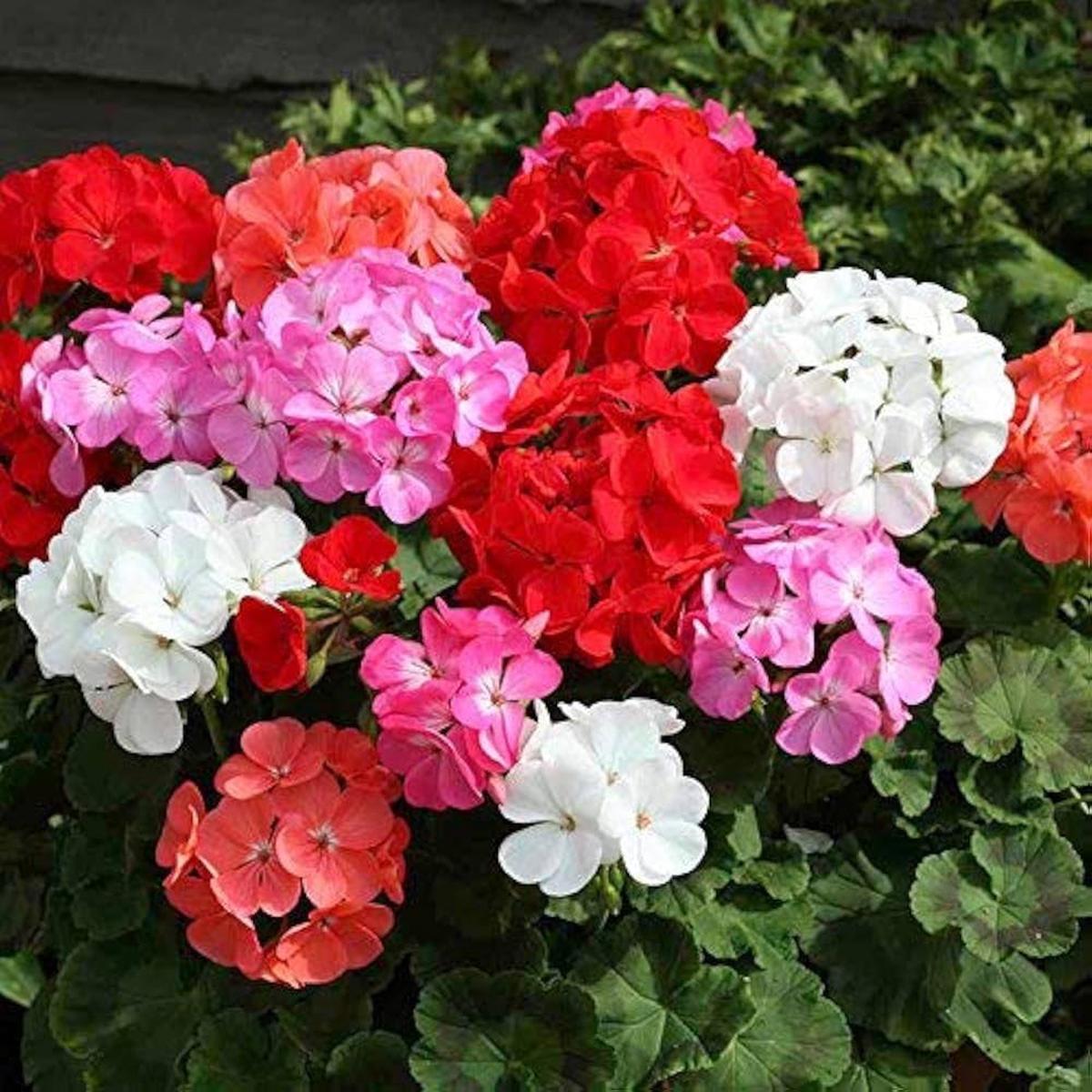 Mixed Geranium Flower Seeds for Planting  Heirloom, Non-GMO, Organic Garden Seeds