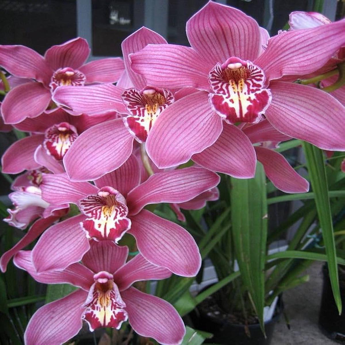Nema Cymbidium Orchid Flower Seeds for Planting Heirloom Non-GMO, High Germination Organic Garden Seeds