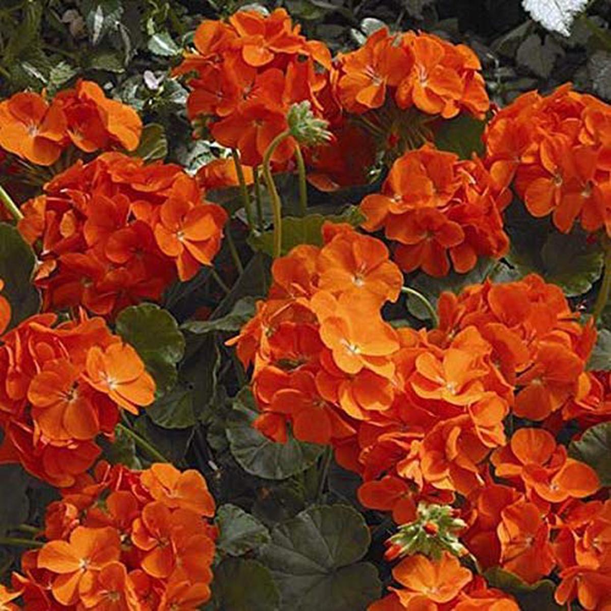 Orange Pelargonium Peltatum Flower Seeds for Planting  Heirloom, Non-GMO, Drought Tolerant, High Germination