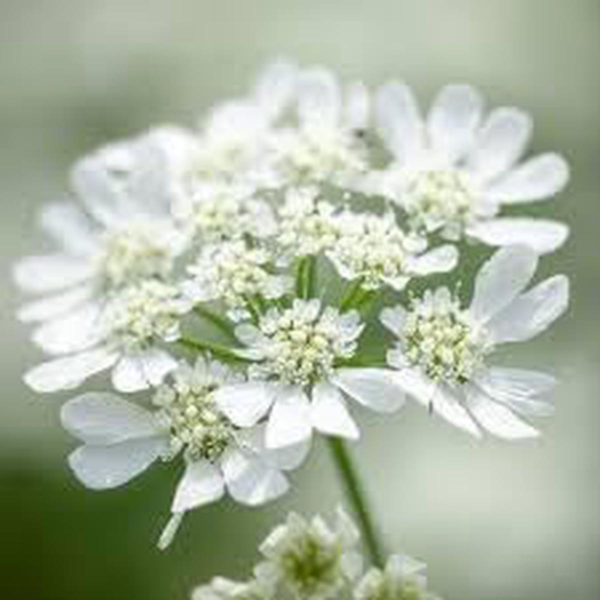 Orlaya Flower Seeds for Planting – NON GMO Seeds