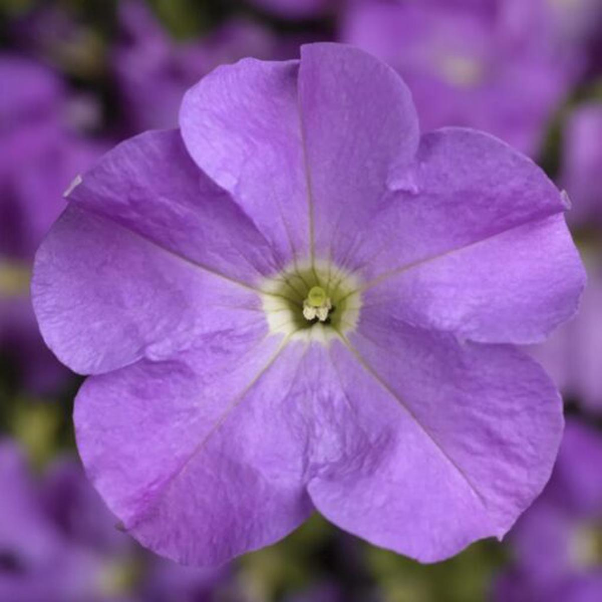 Petunia Lavender F1 Imported  Heirloom, Non-GMO, High Germination Organic Garden Seeds