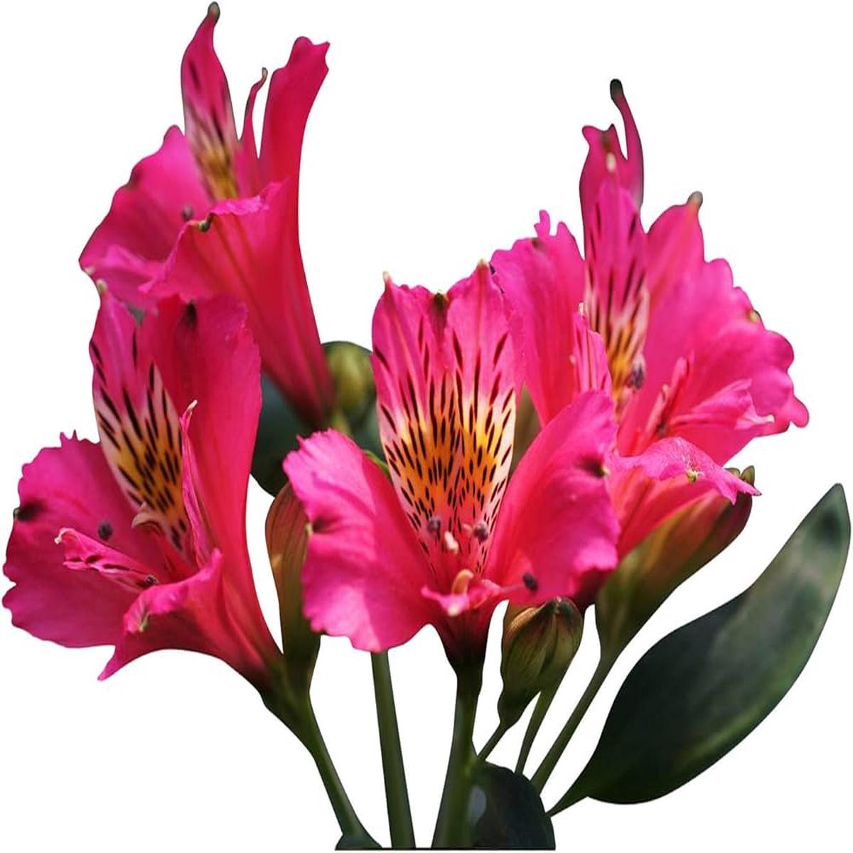 Pink Alstroemeria Seeds – Heirloom Non-GMO Planting Flower Seeds