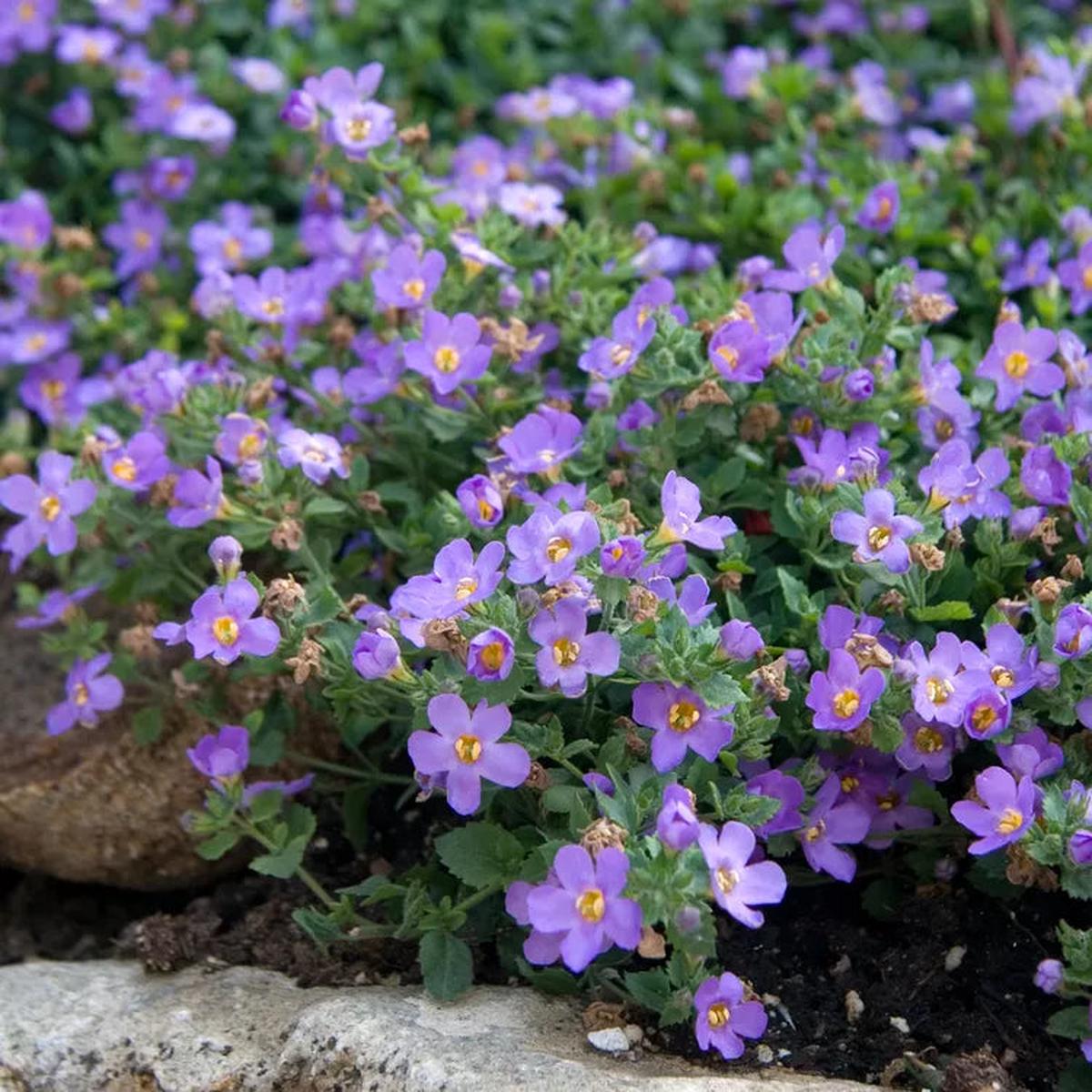 Purple Bacopa Blutopia Flower seeds for Planting – Garden Favorite, Heirloom & GMO Free Seeds for Home Garden