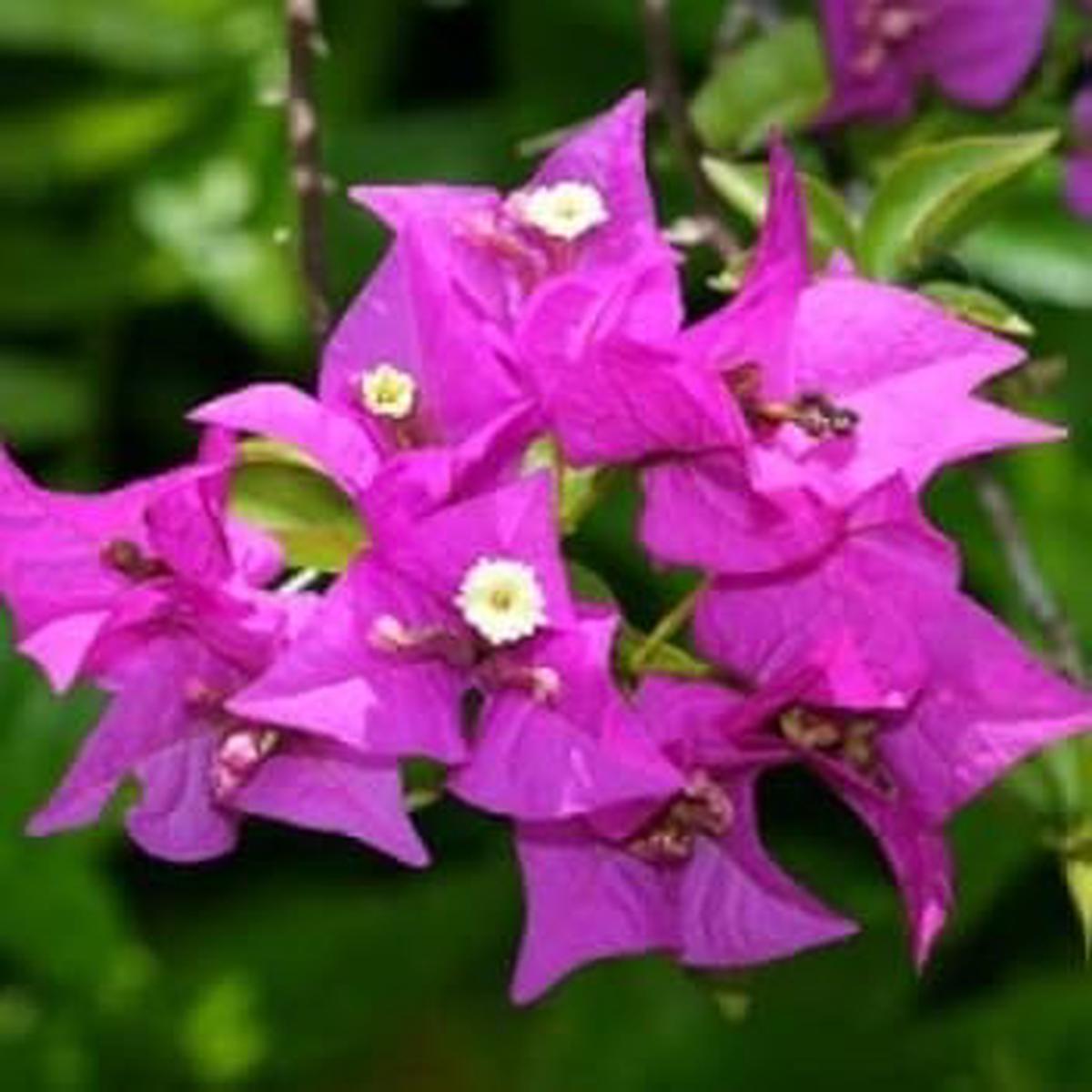 Purple Bougainvillea Climbing Flower Seeds for Planting  Heirloom, Non-GMO, High Germination Vibrant Vine Seeds