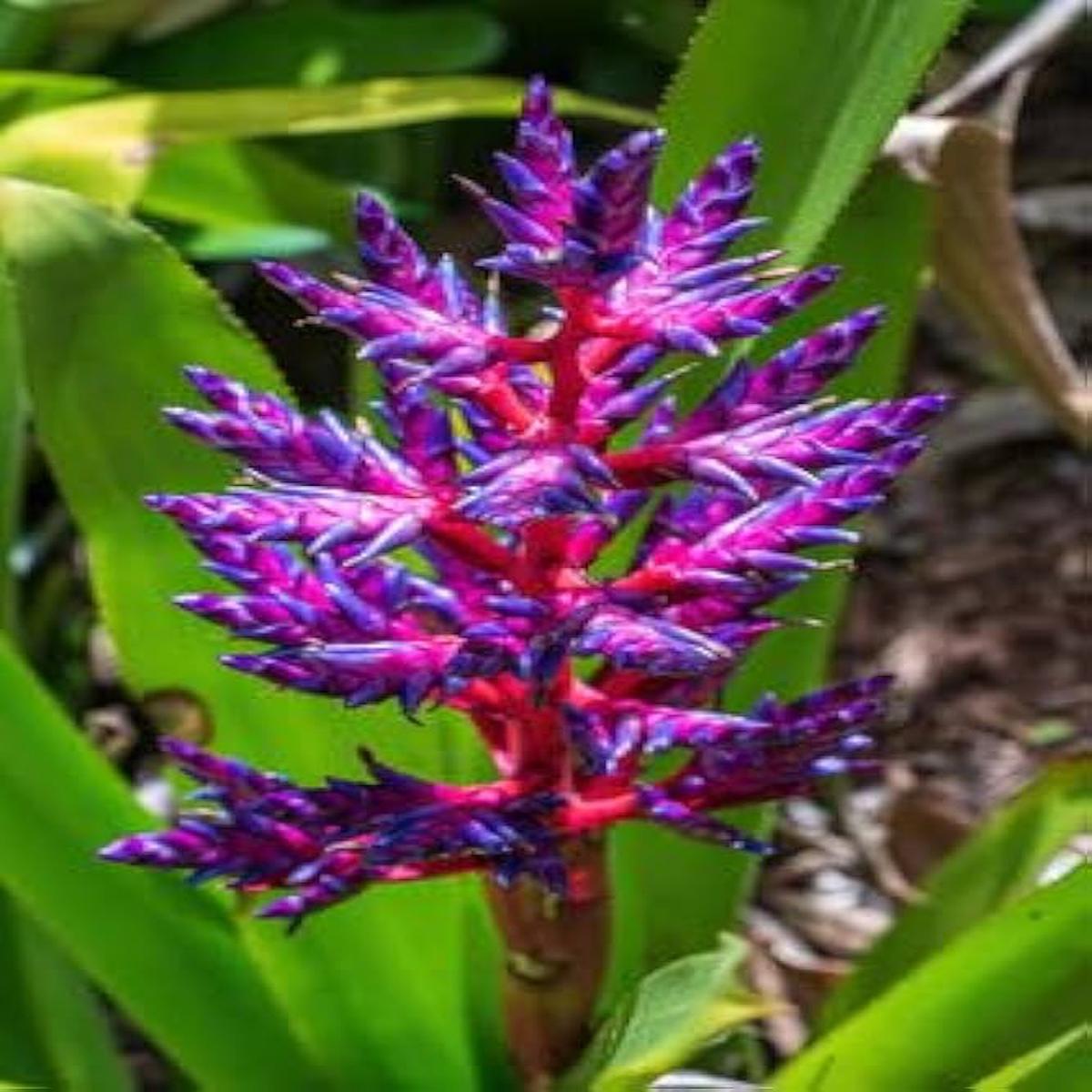 Purple Pink Bromeliad Plant Seeds Heirloom, Non-GMO, High Germination Tropical Garden Seeds