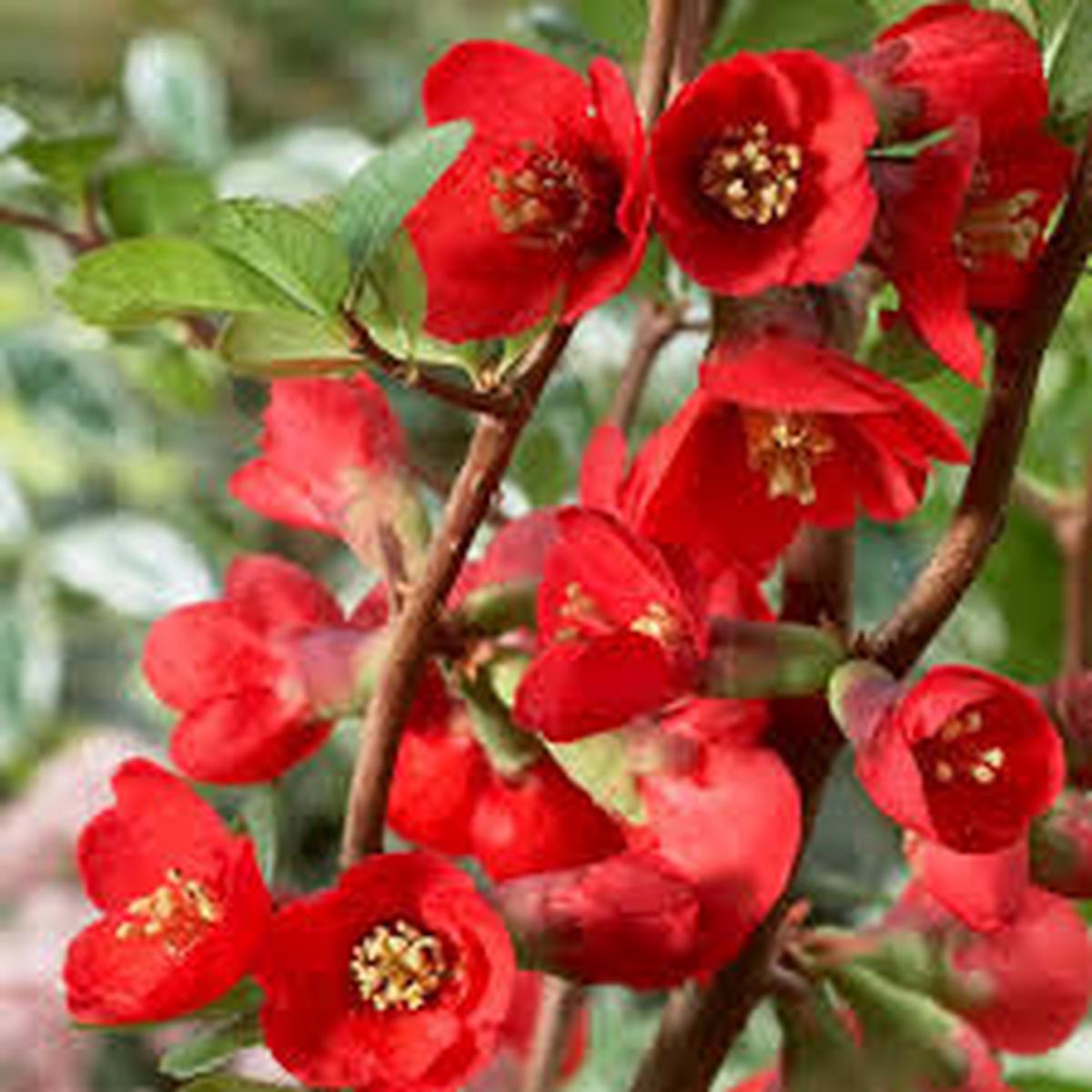 Red Chaenomeles Japonica Planting Seeds for Garden Non-GMO, Heirloom, High Germination Seeds