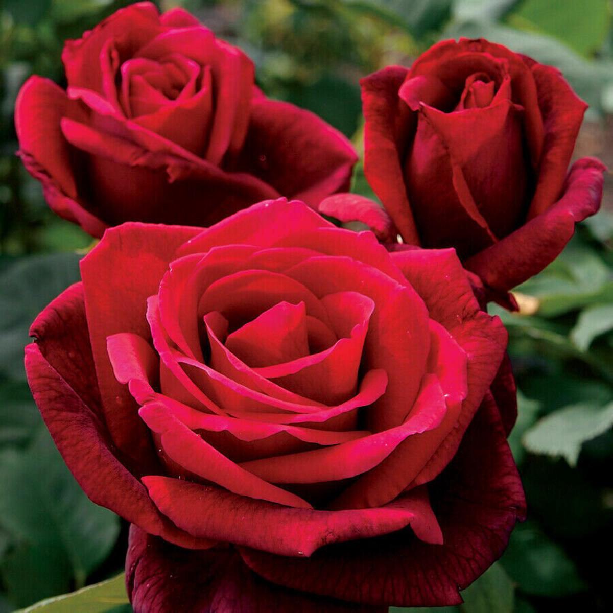Thick Red Osiria Rose Flower Seeds for Planting  Non-GMO Heirloom Organic Garden Seeds with High Germination
