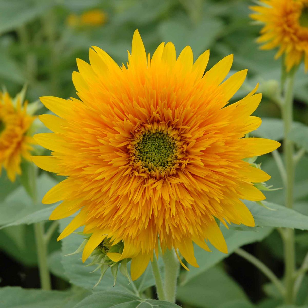 Thick Sunflower Seeds for Planting  Heirloom, Non-GMO, Easy to Grow, Annual