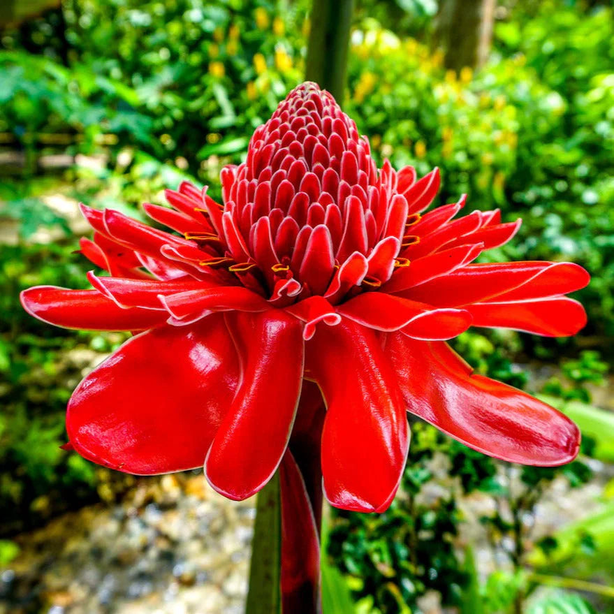 Torch Ginger Flower Seeds for Planting and gardening
