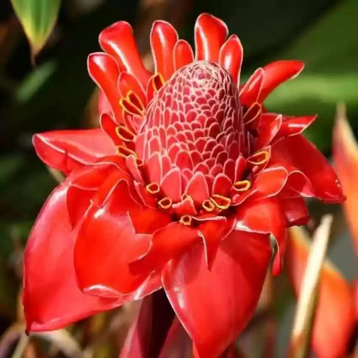 Torch Ginger Flower seeds for Planting Fragrant Blossoms Heirloom & GMO Free Seeds for Home Garden Sale