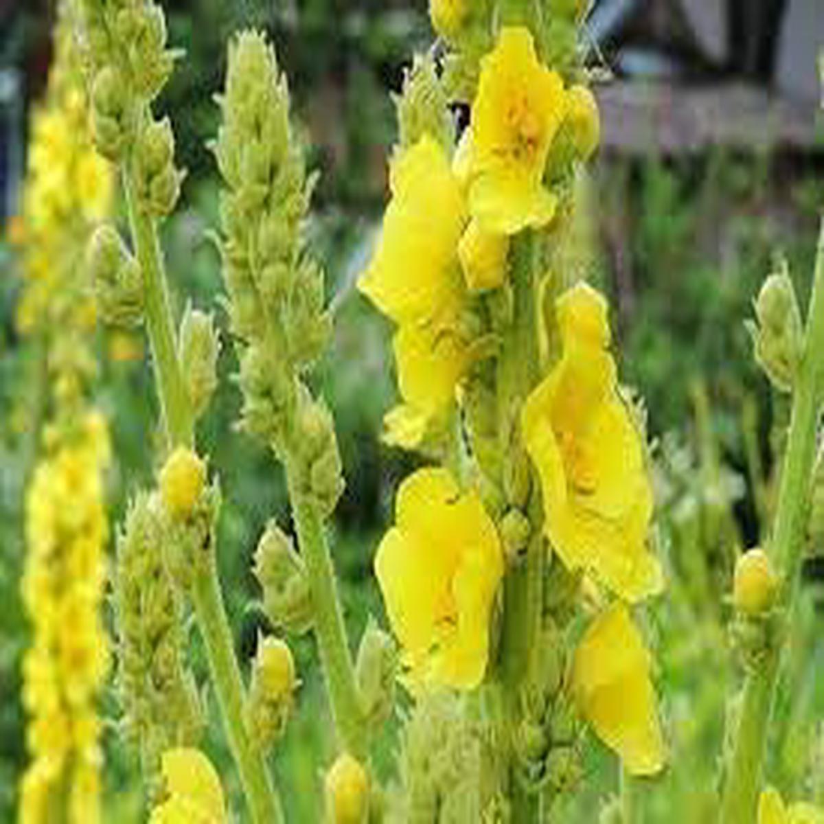 Verbascum Flower Seeds for Planting Pollinator Friendly, Heirloom, Non-GMO, High Germination Garden Seeds