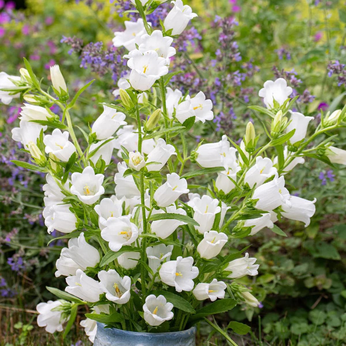 White Canterbury Bells Flower Seeds for Planting  Heirloom, Non-GMO, Vibrant Colors, High Germination