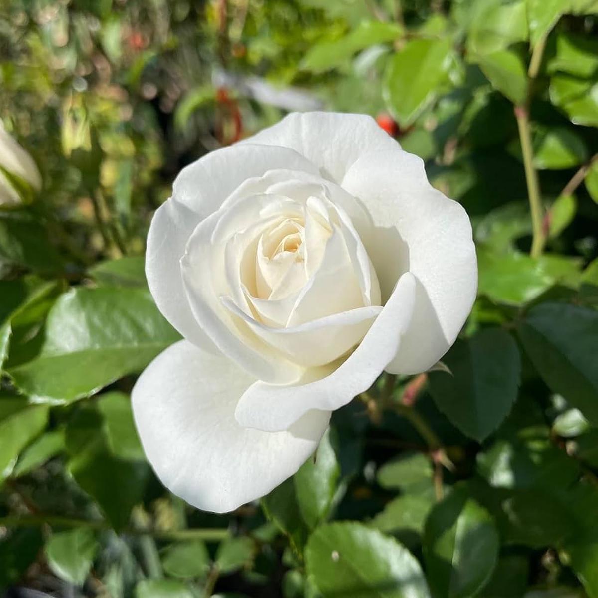 White Double Petal English Rose Flower Seeds for Planting, Heirloom Non-GMO Organic Garden Seeds