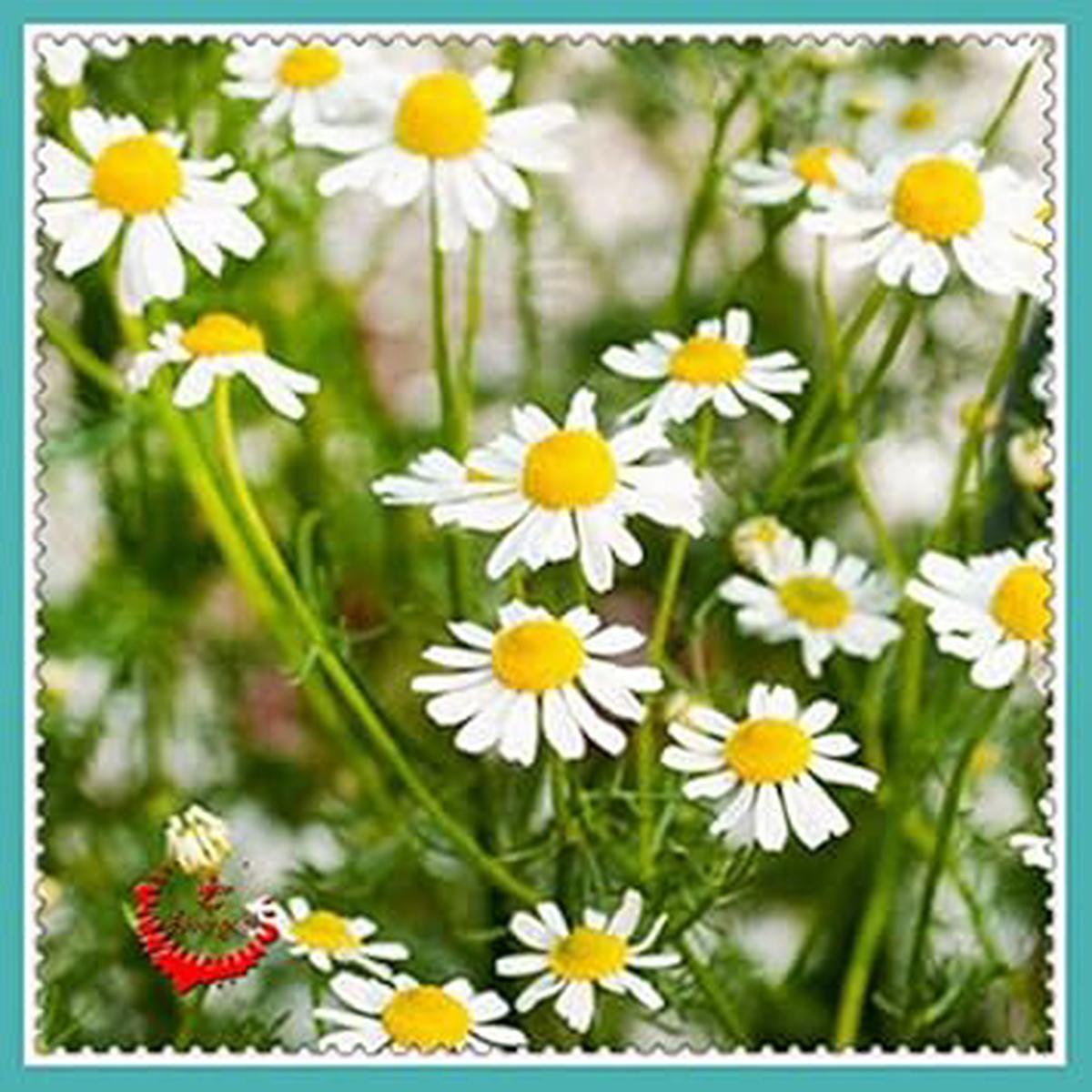 White German Fragrant Flower Seeds for Planting – 100 pcs