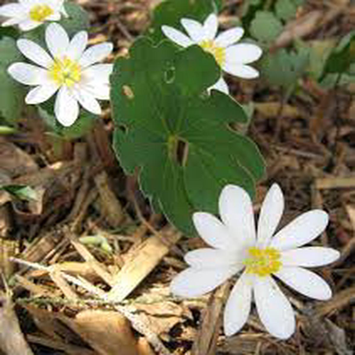 White Sanguinaria Flower seeds for Planting – Drought Tolerant, Heirloom & GMO Free Seeds for Home Garden