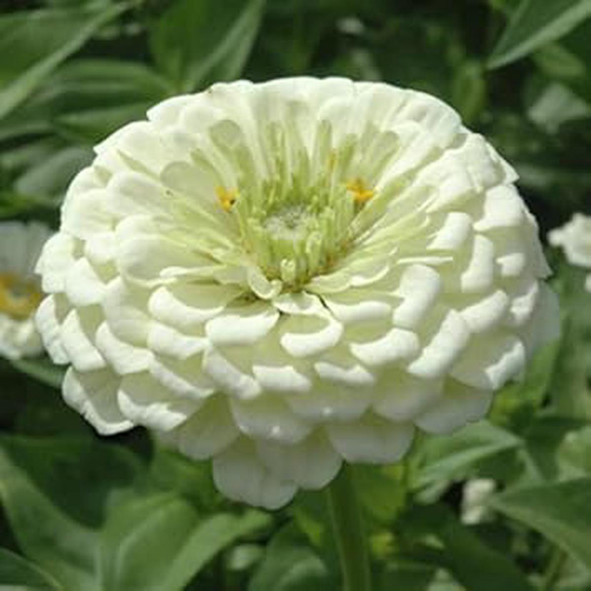 White Yellow Zinnia Flower seeds for Planting Cut Flower Favorite Heirloom & GMO Free Seeds for Home Garden