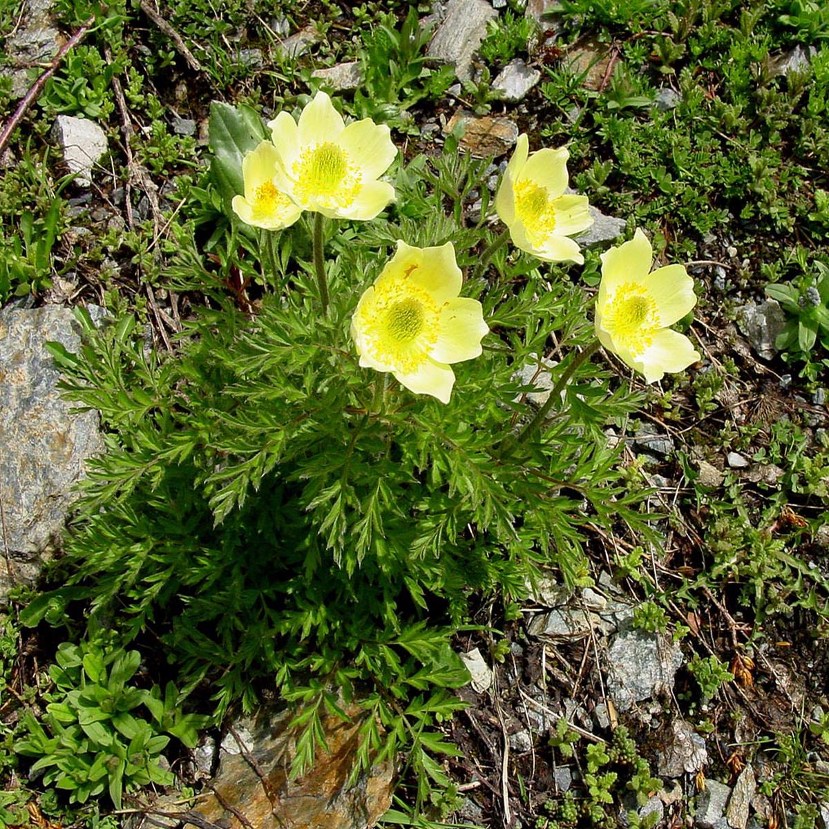 Yellow Anemone Pulsatilla Flower Seeds for Planting  Heirloom, Non-GMO, High Germination Hardy Perennial Seeds