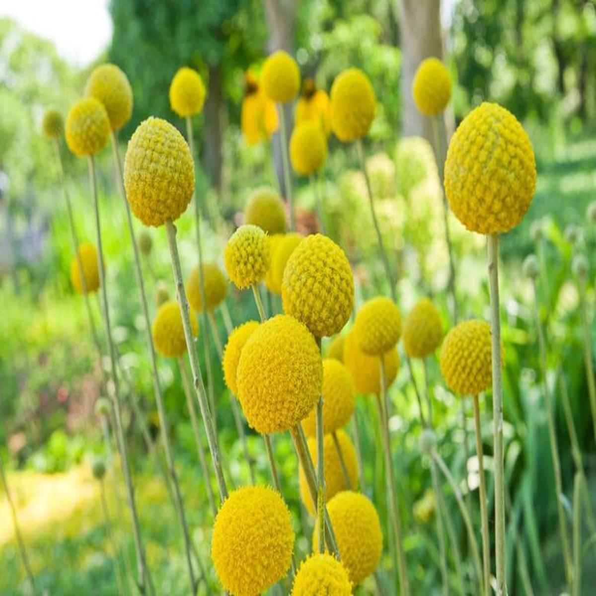 Yellow Balls Craspedia Flower Seeds for Planting Heirloom Non-GMO, High Germination Organic Garden Seeds