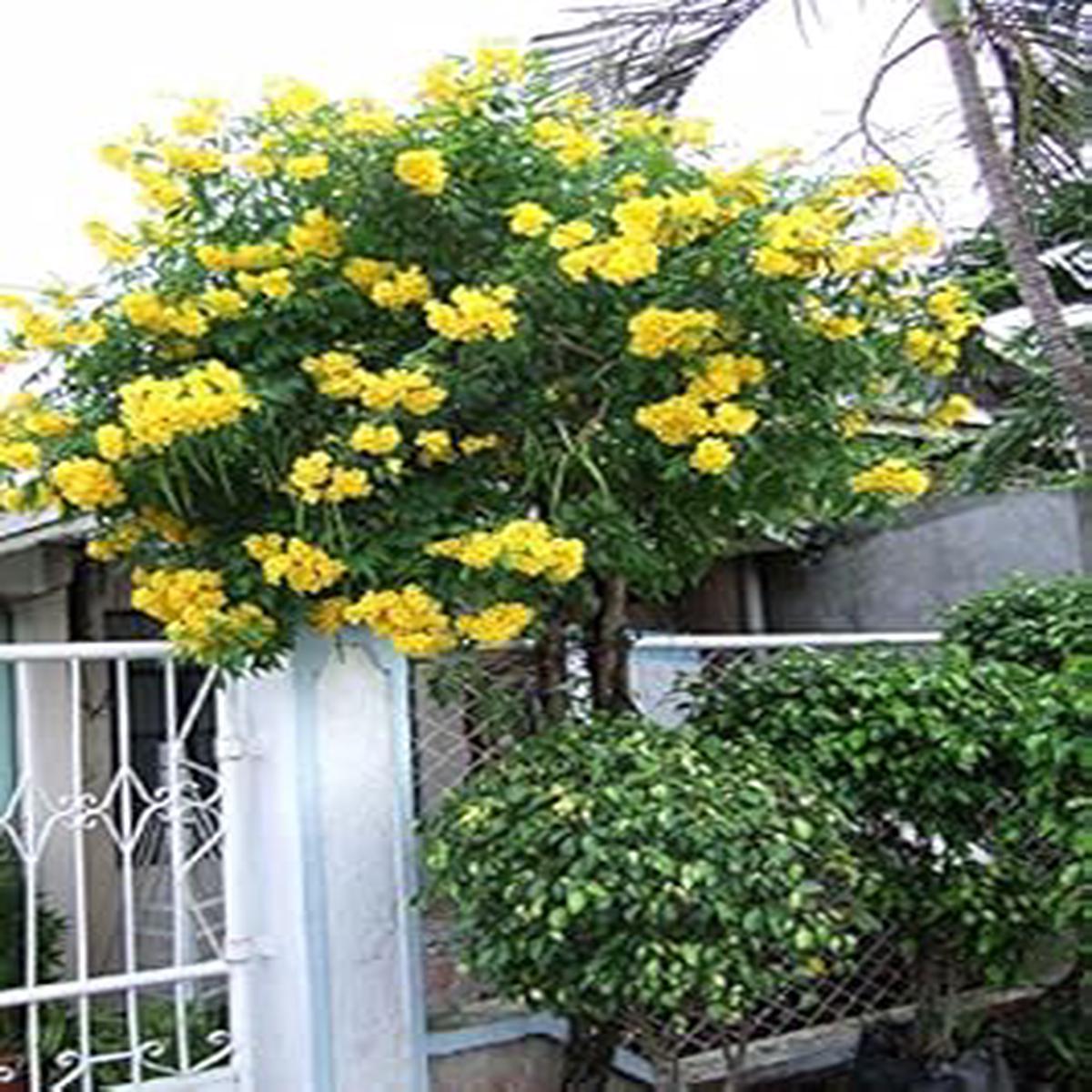 Yellow Campis Radicans Flower seeds for Planting – Low Maintenance, Heirloom & GMO Free Seeds for Home Garden