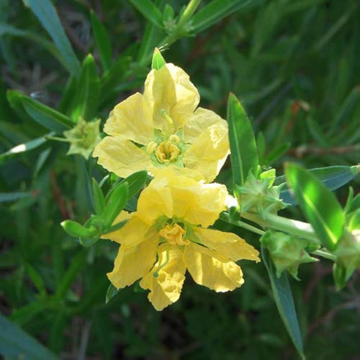 Yellow Heimia Flower Seeds for Planting  Shade Tolerant, Heirloom, Non-GMO, High Germination Organic Garden Seeds