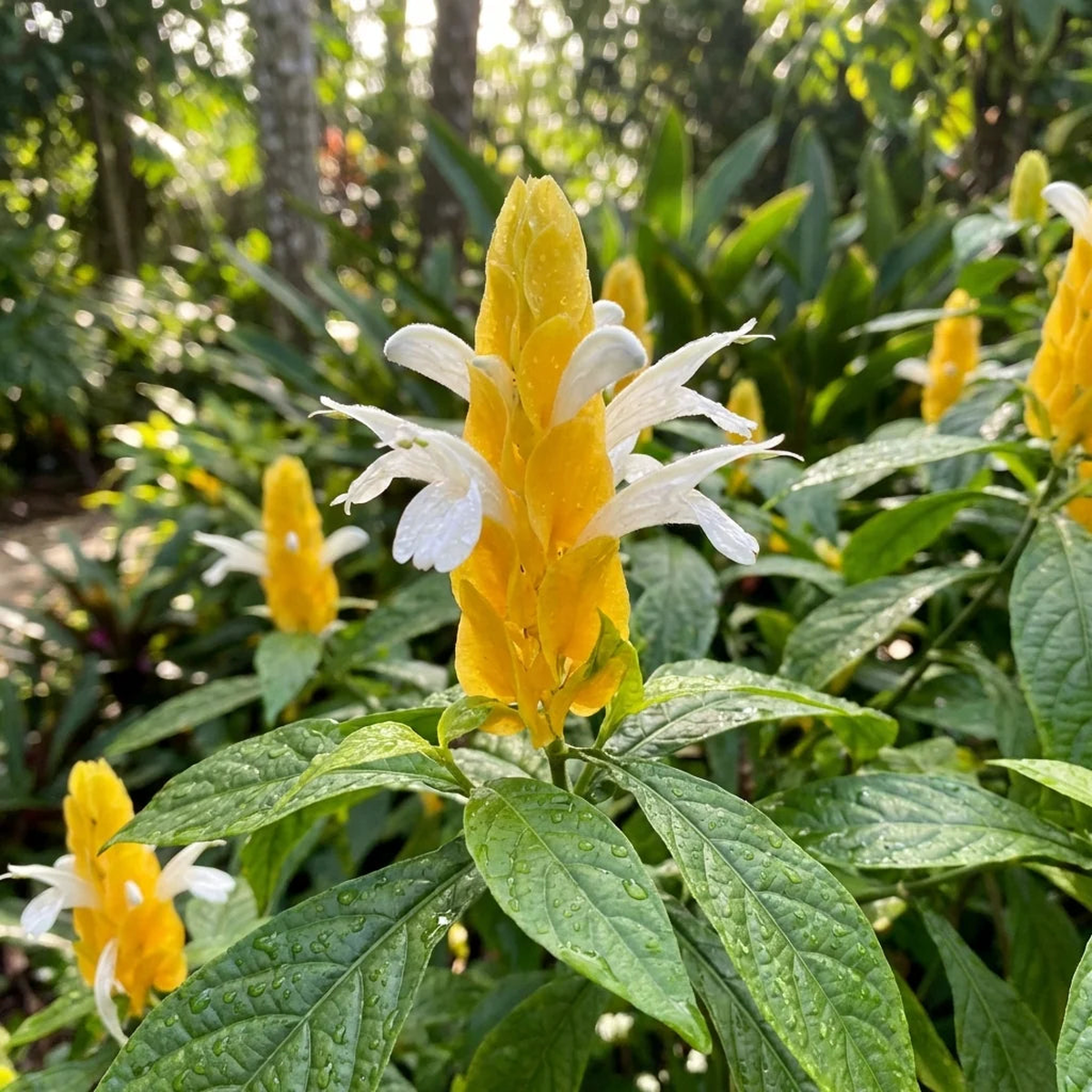 Yellow Pachystachys Lutea Flower Seeds for Planting and Gardening